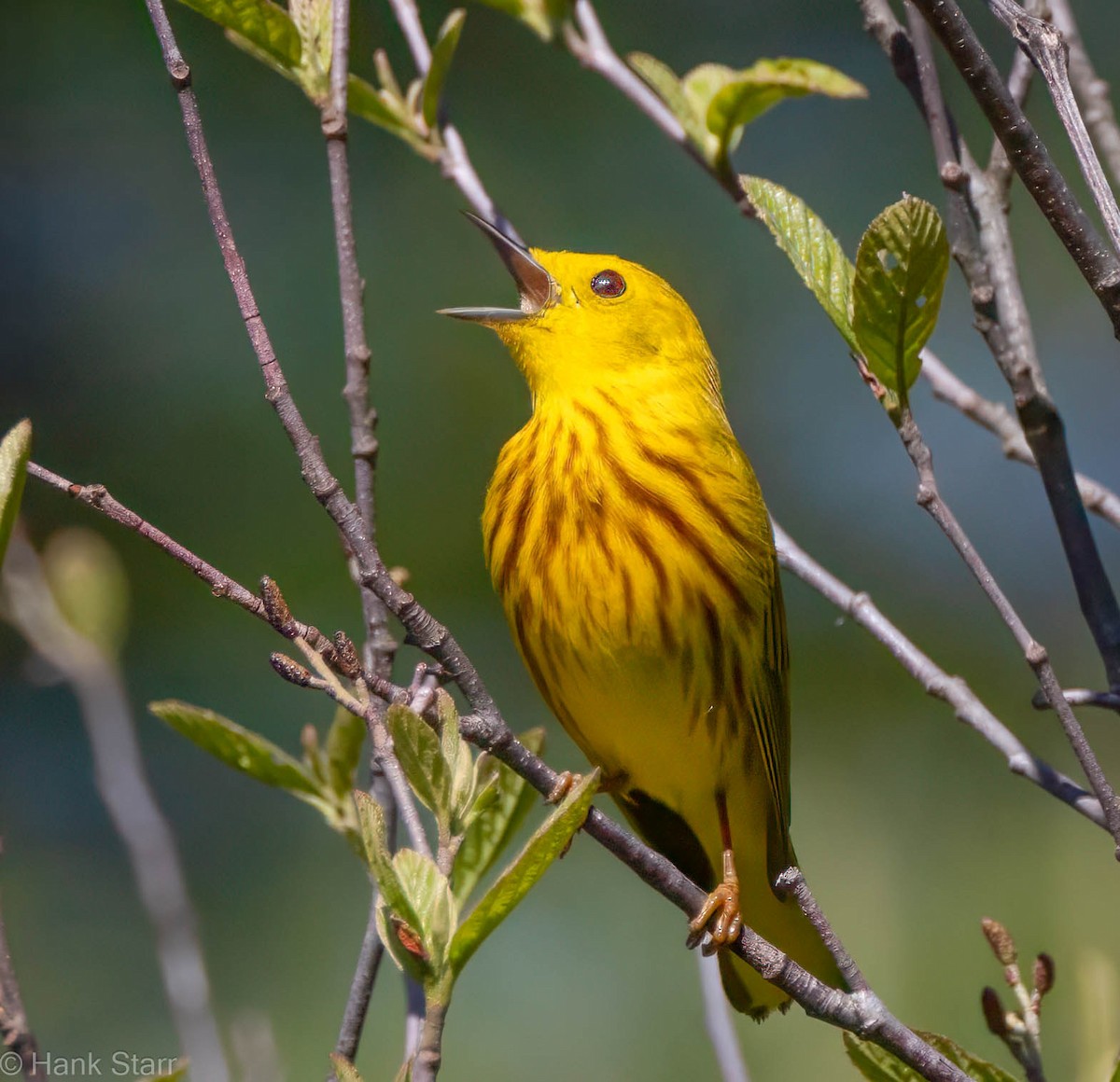 Yellow Warbler - ML635613060