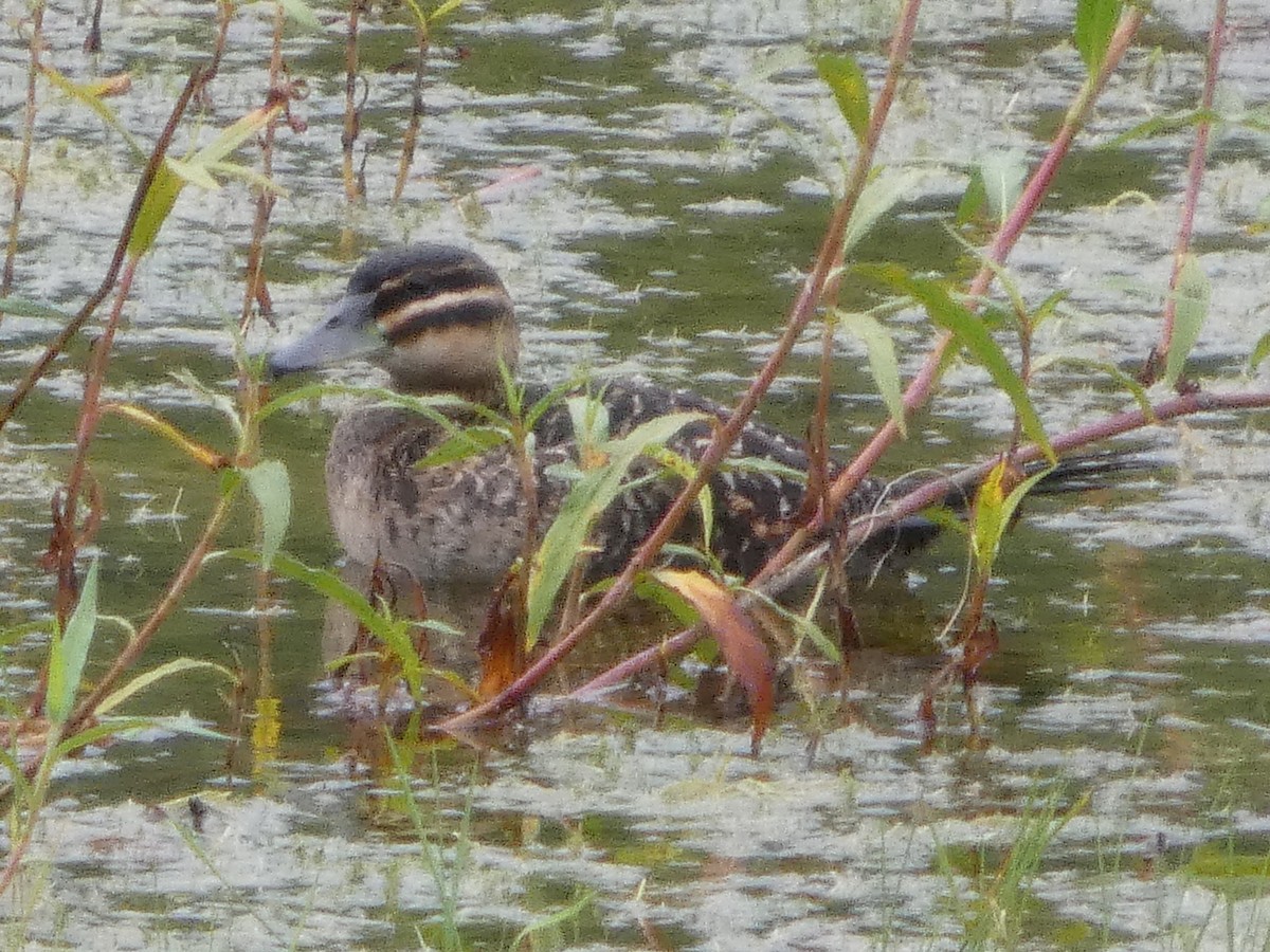 Masked Duck - ML635613062