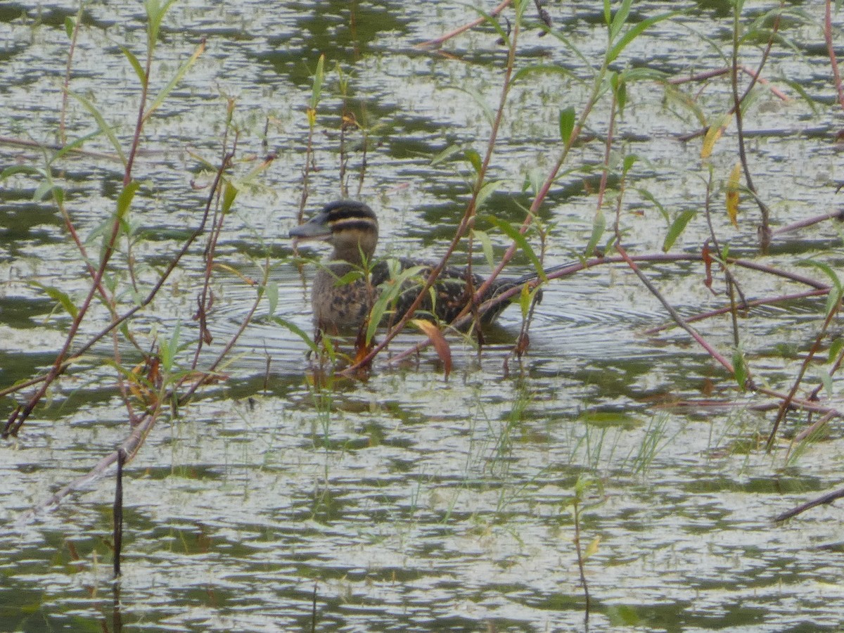 Masked Duck - ML635613064