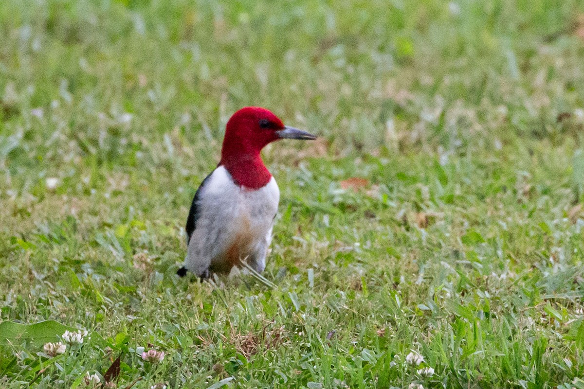 Red-headed Woodpecker - ML635613066