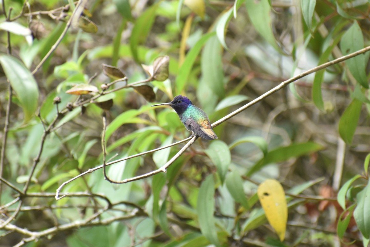 Golden-tailed Sapphire - ML635613072