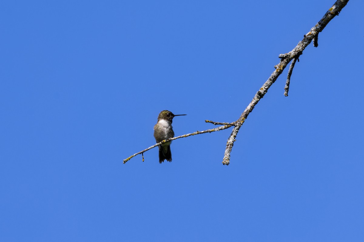 Black-chinned Hummingbird - ML635613073