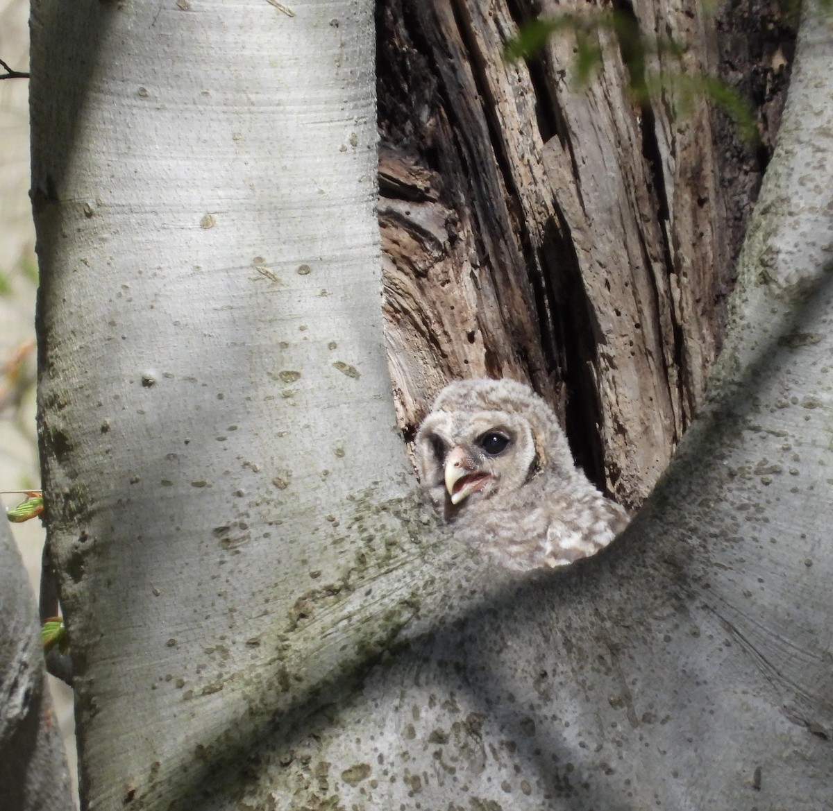 Barred Owl - ML635613075