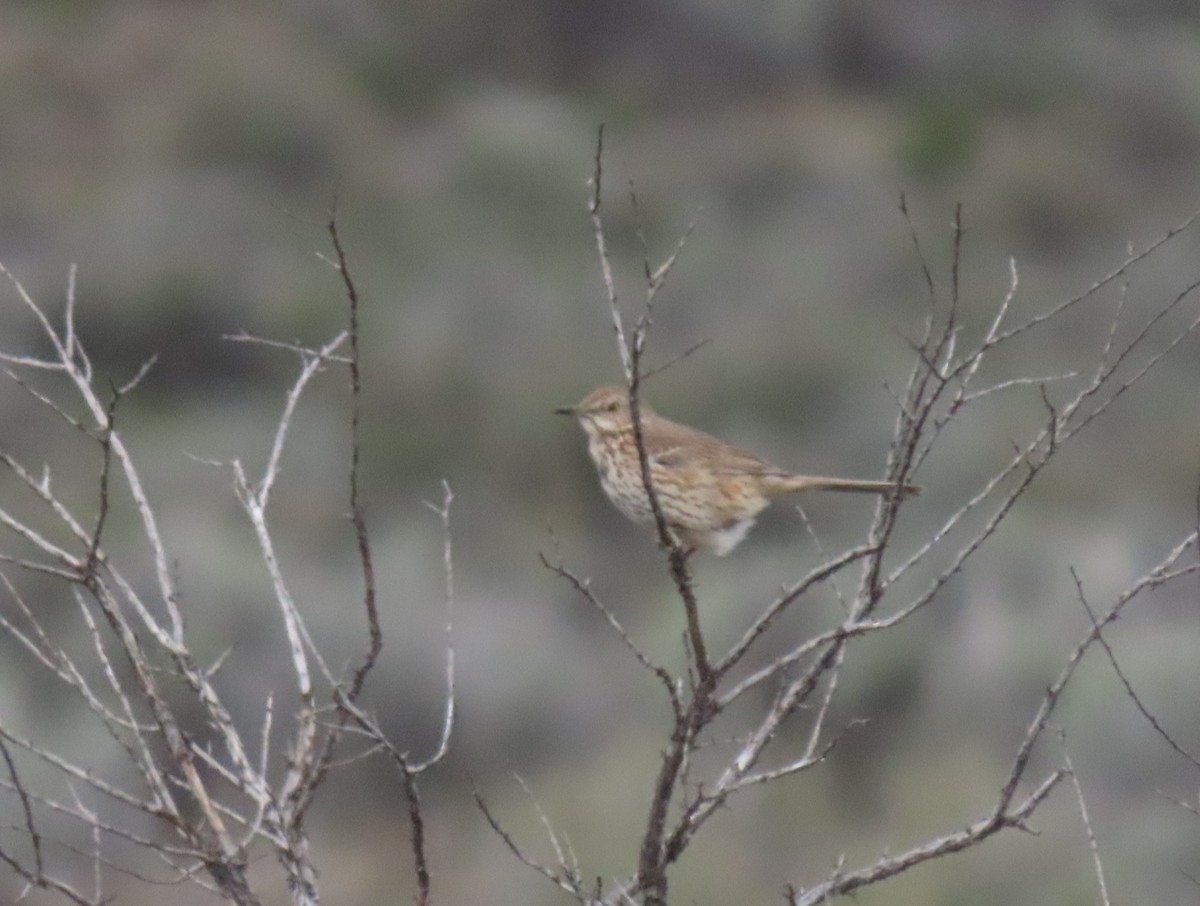 Sage Thrasher - ML635613076