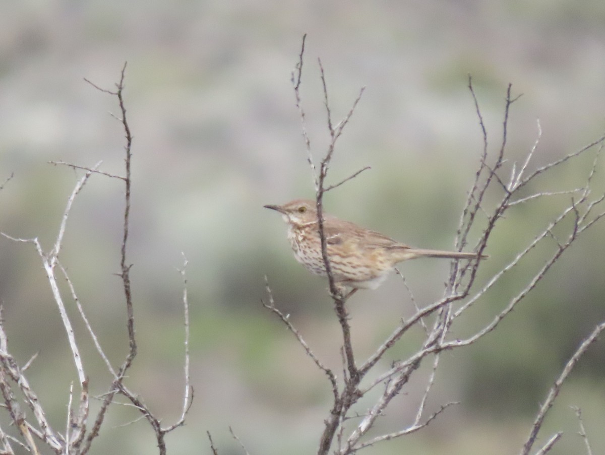 Sage Thrasher - ML635613078
