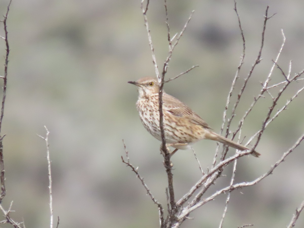Sage Thrasher - ML635613079