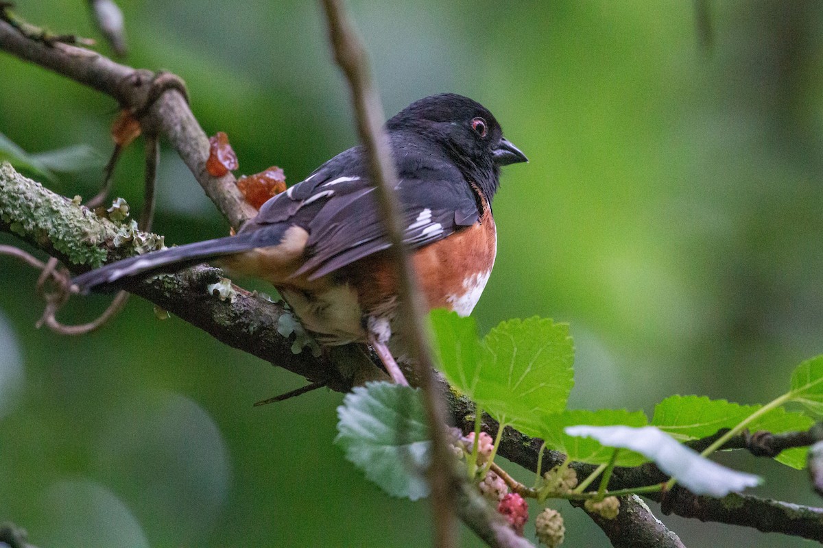 Eastern Towhee - ML635613080