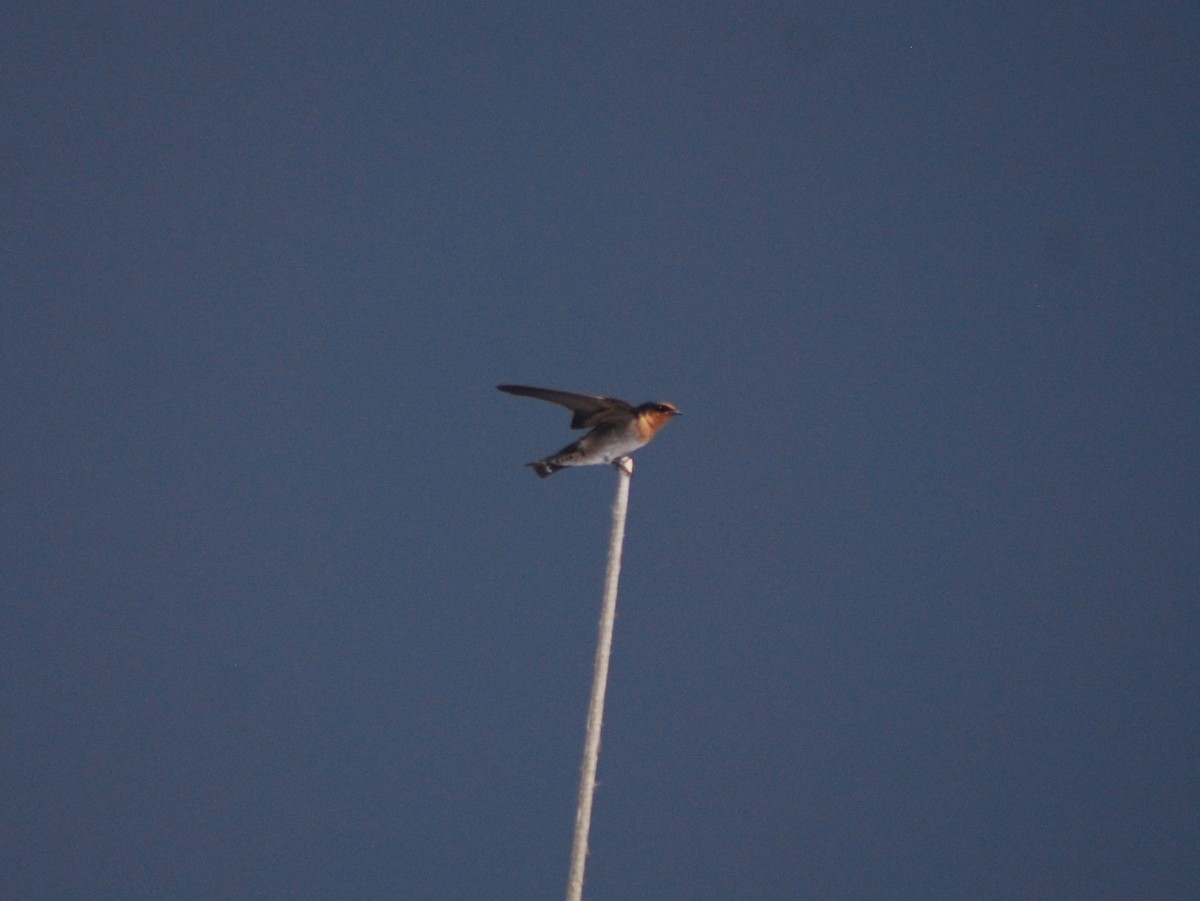 Pacific Swallow - ML635613084