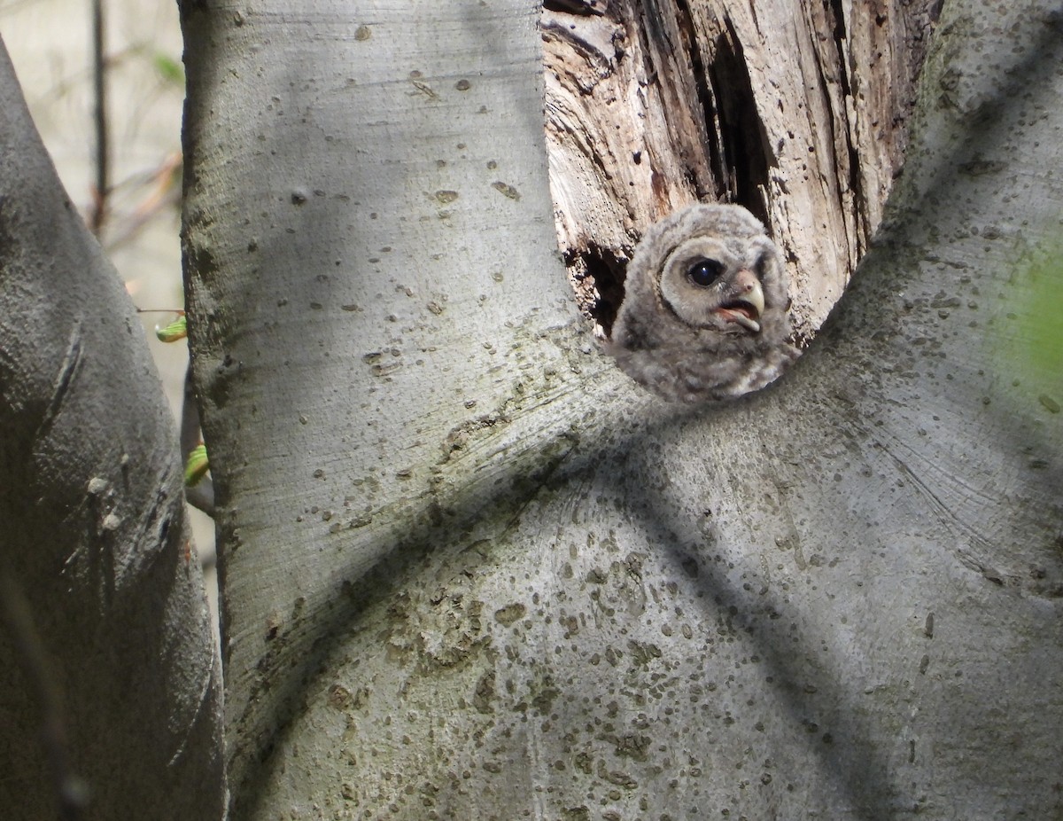 Barred Owl - ML635613085