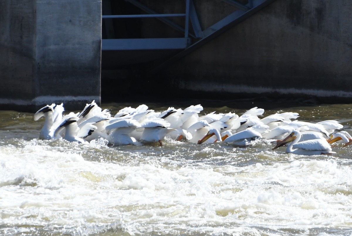 American White Pelican - ML635613096