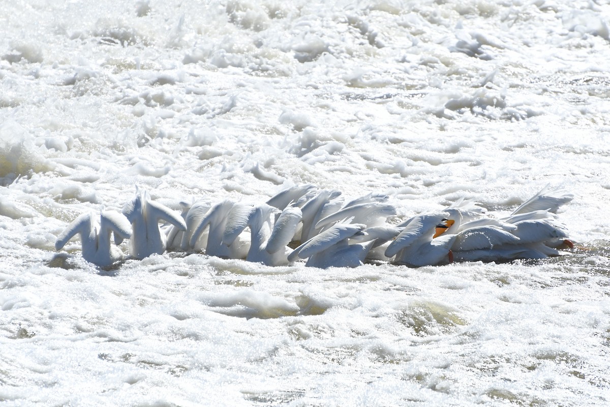 American White Pelican - ML635613104