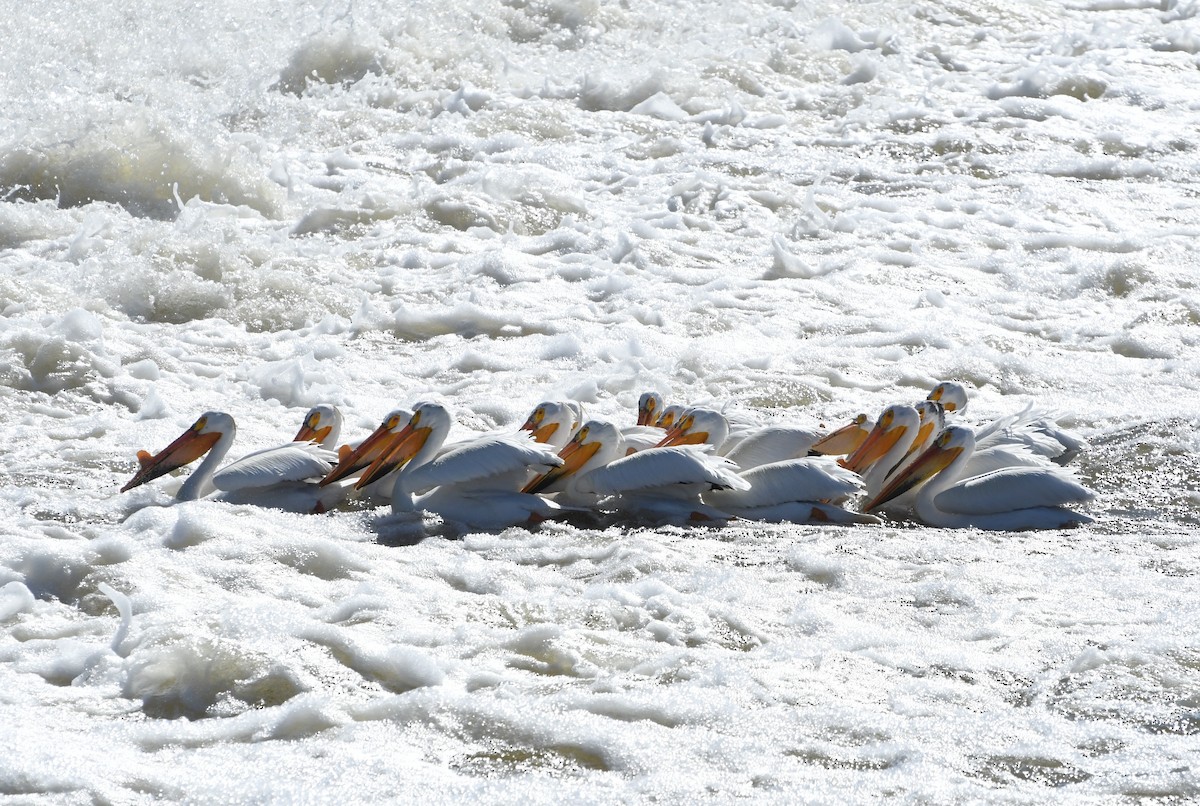 American White Pelican - ML635613134