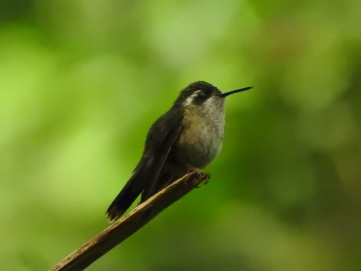 Speckled Hummingbird - ML635613144