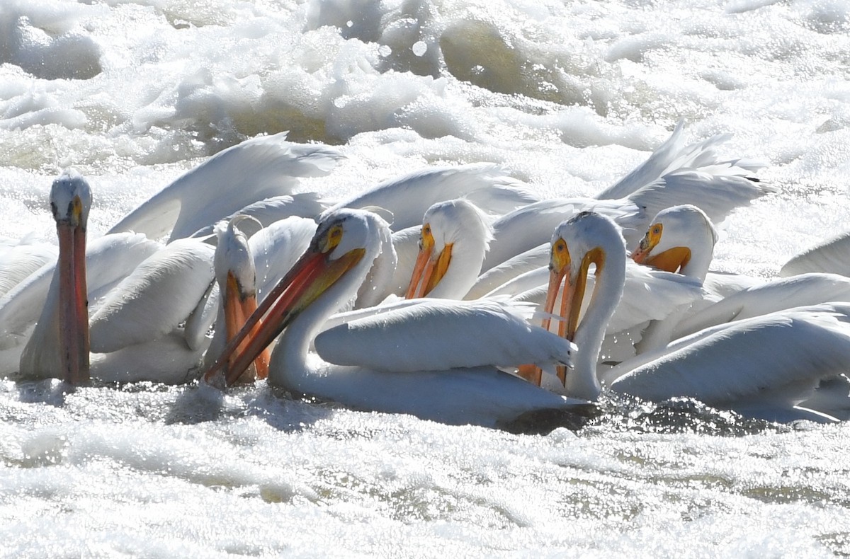 American White Pelican - ML635613159
