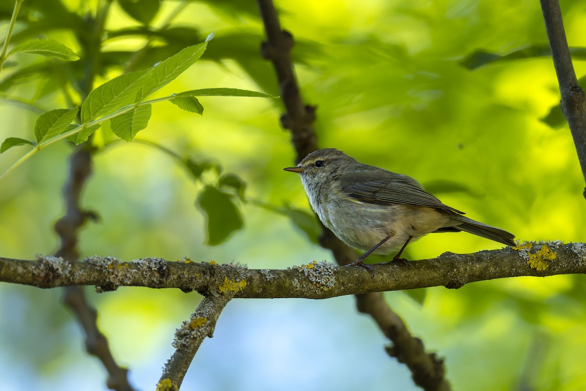 Common Chiffchaff - ML635613180