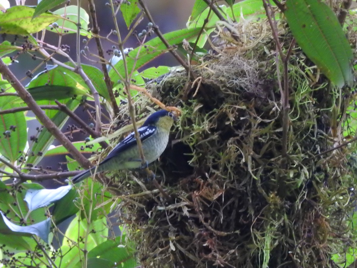 Barred Becard - ML635613229