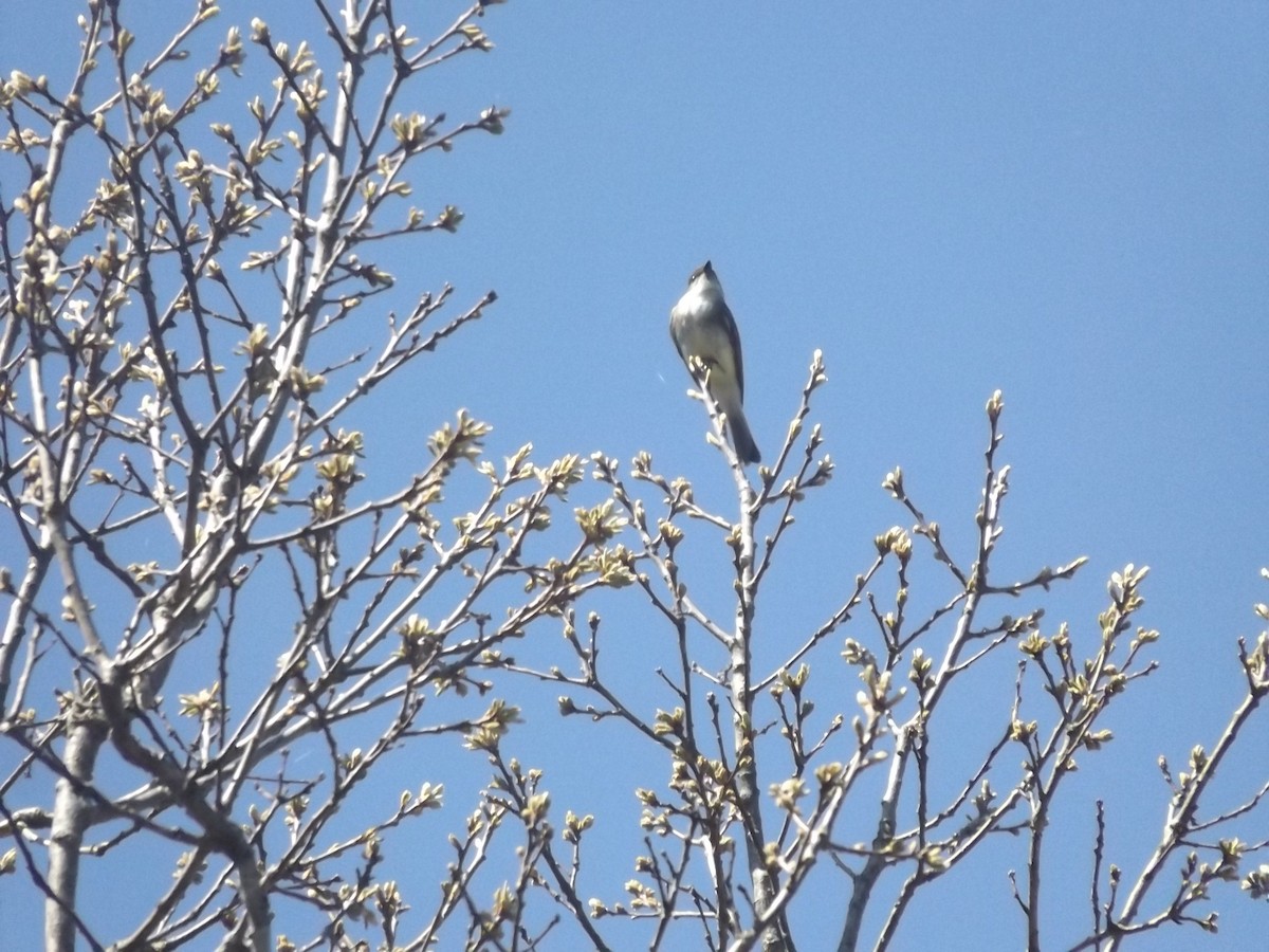 tyranovec domácí - ML635613233