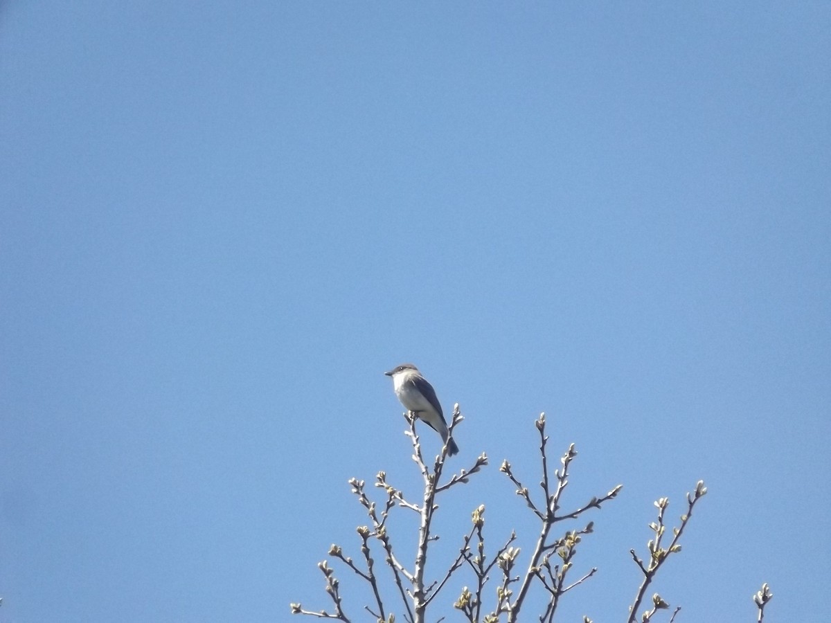 tyranovec domácí - ML635613234