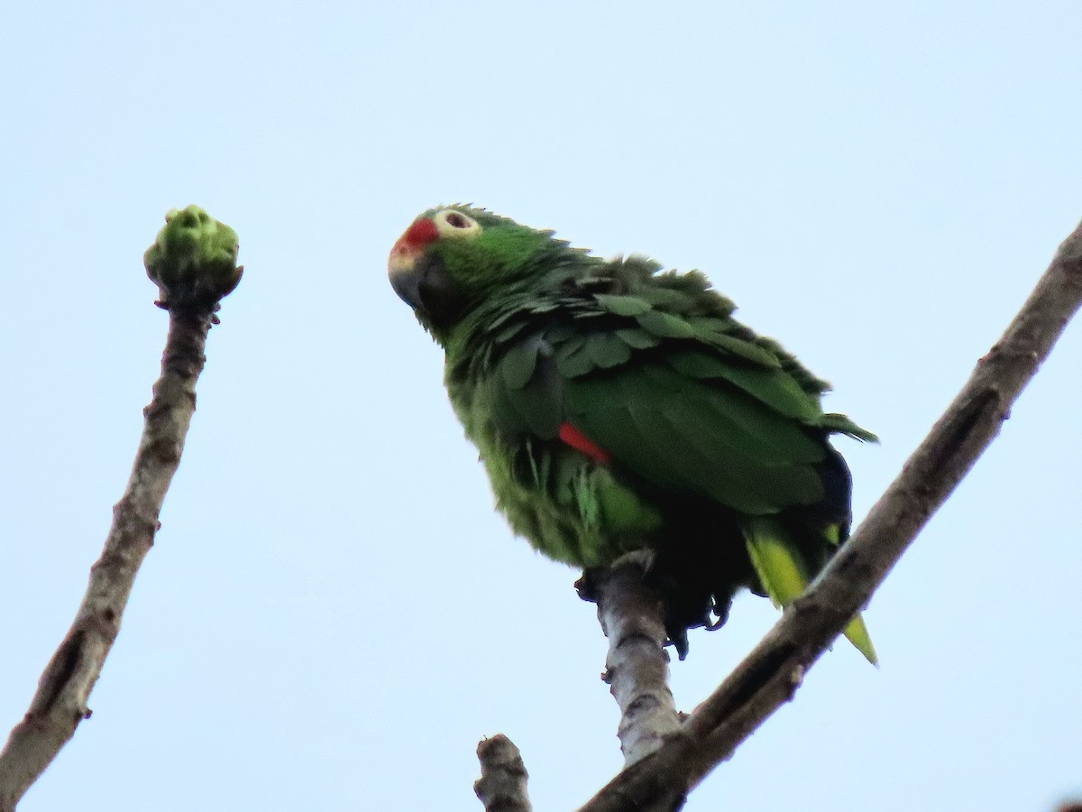 Red-lored Amazon - ML635613249