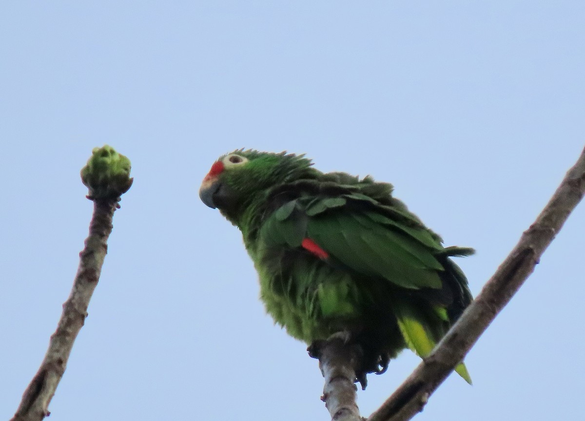 Red-lored Amazon - ML635613250