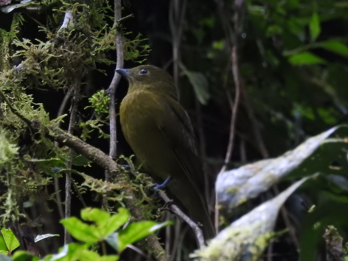 Olivaceous Piha - ML635613301