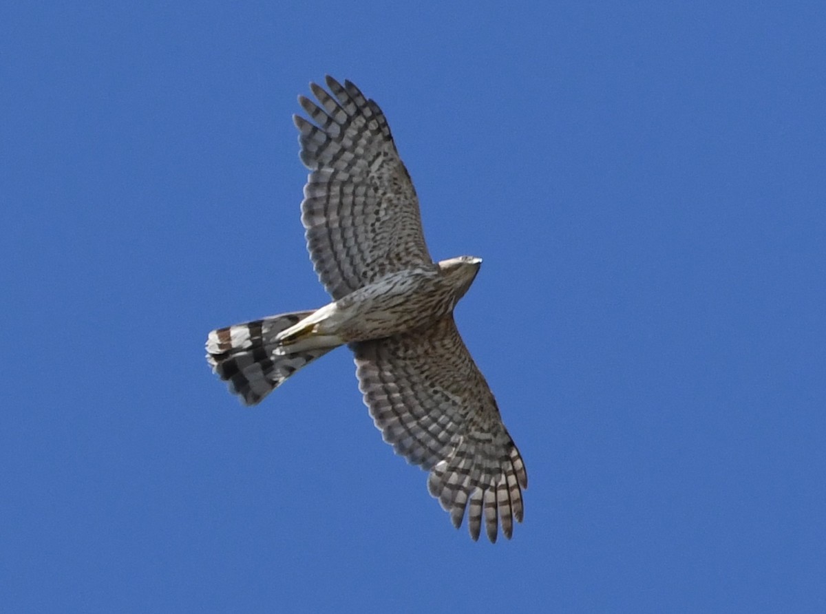 Cooper's Hawk - ML635613328