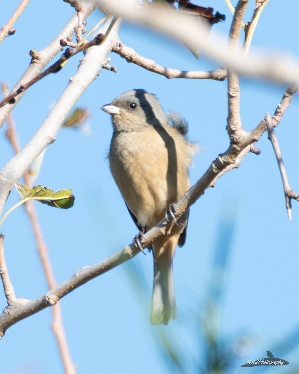 Blue-and-yellow Tanager - ML635613354