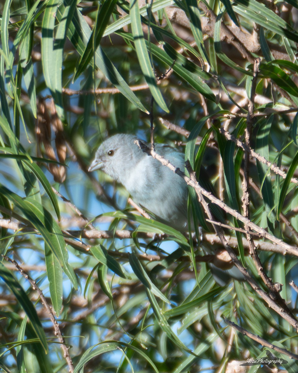 Sayaca Tanager - ML635613385