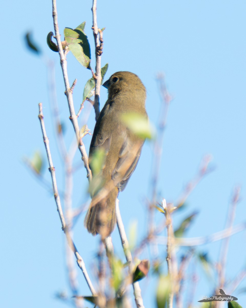 Double-collared Seedeater - ML635613475