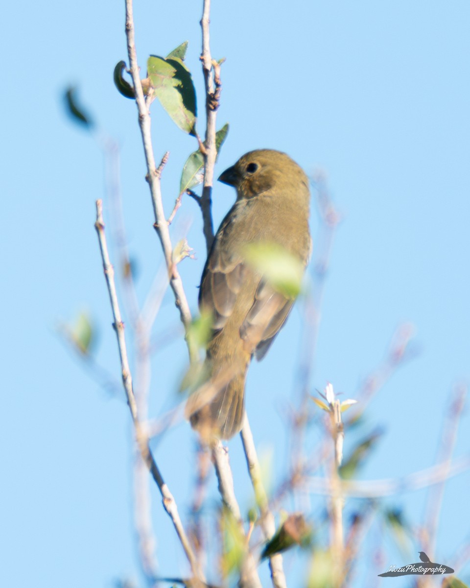 Double-collared Seedeater - ML635613476