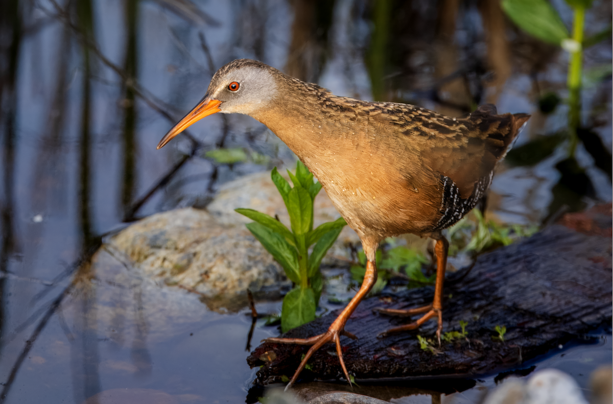 Virginia Rail - ML635613501