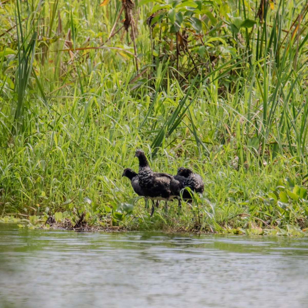 Horned Screamer - ML635613526