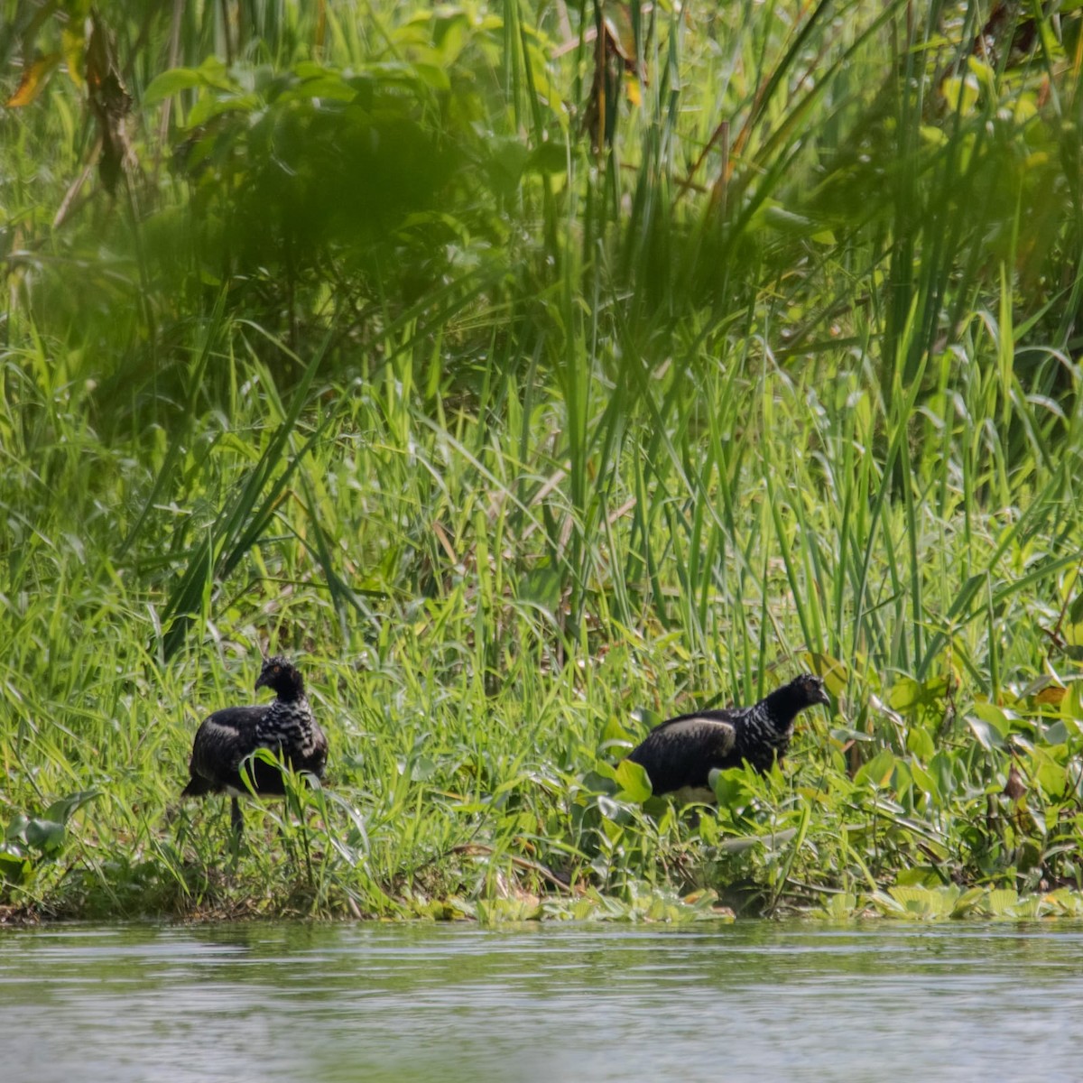 Horned Screamer - ML635613527