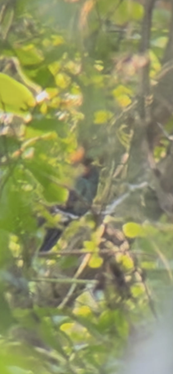 Mexican Violetear - ML635613530