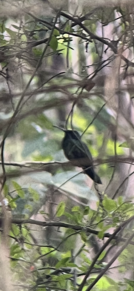 Mexican Violetear - ML635613531