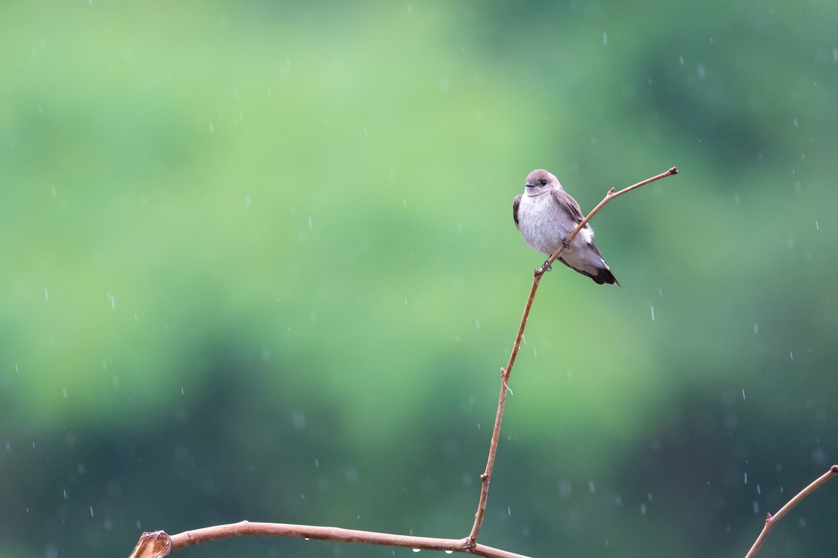 Northern Rough-winged Swallow - ML635613735