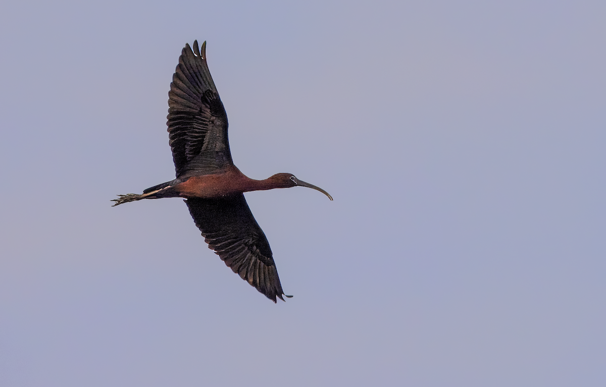 Glossy Ibis - ML635613745