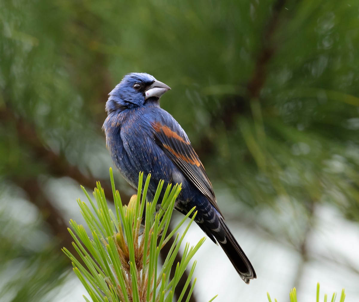 Blue Grosbeak - ML635613751