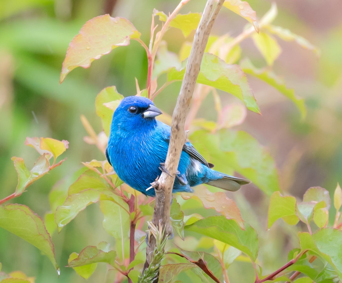 Indigo Bunting - ML635613762