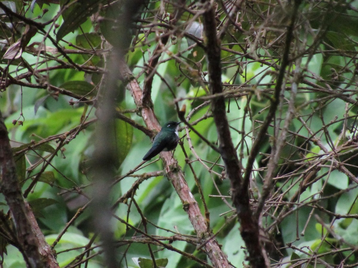 White-throated Daggerbill - ML635613821
