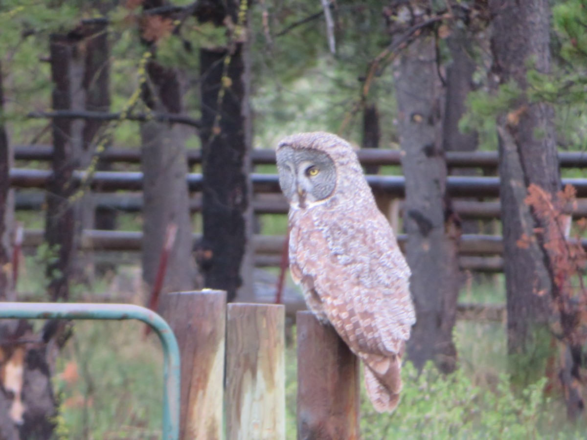 Great Gray Owl - ML635613845