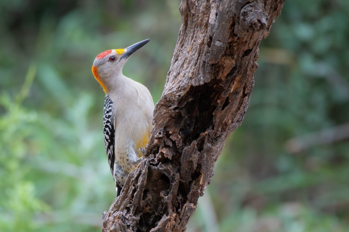 Golden-fronted Woodpecker - ML635613890