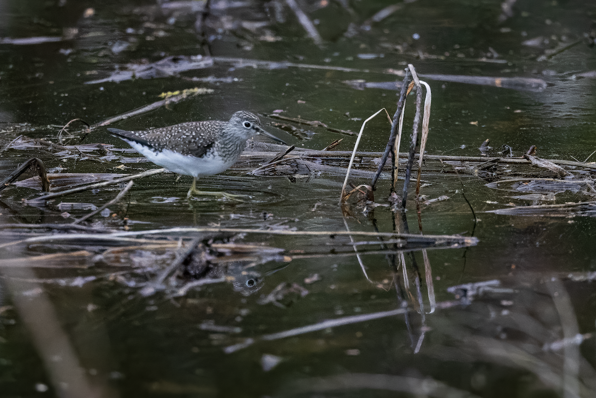 Solitary Sandpiper - ML635613976