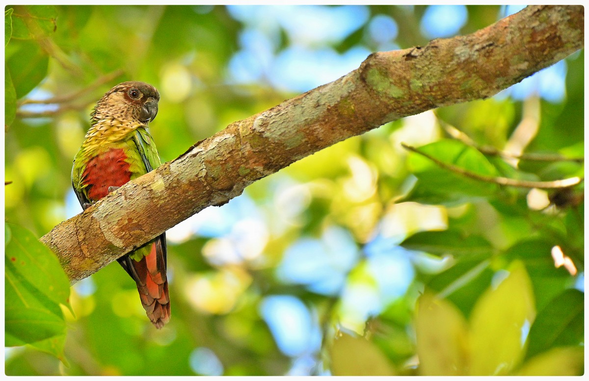 pyrura paráský (ssp. snethlageae) - ML635614066