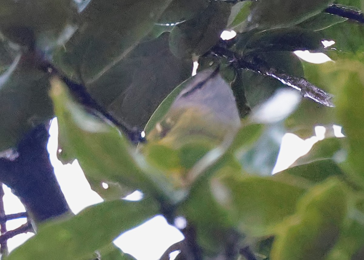 Ashy-throated Warbler - ML635614067