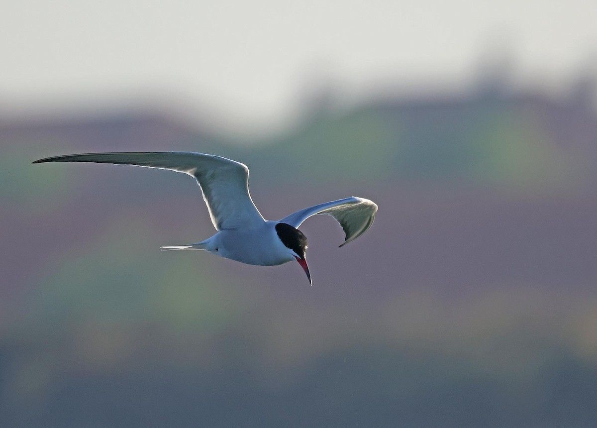 Common Tern - ML635614108