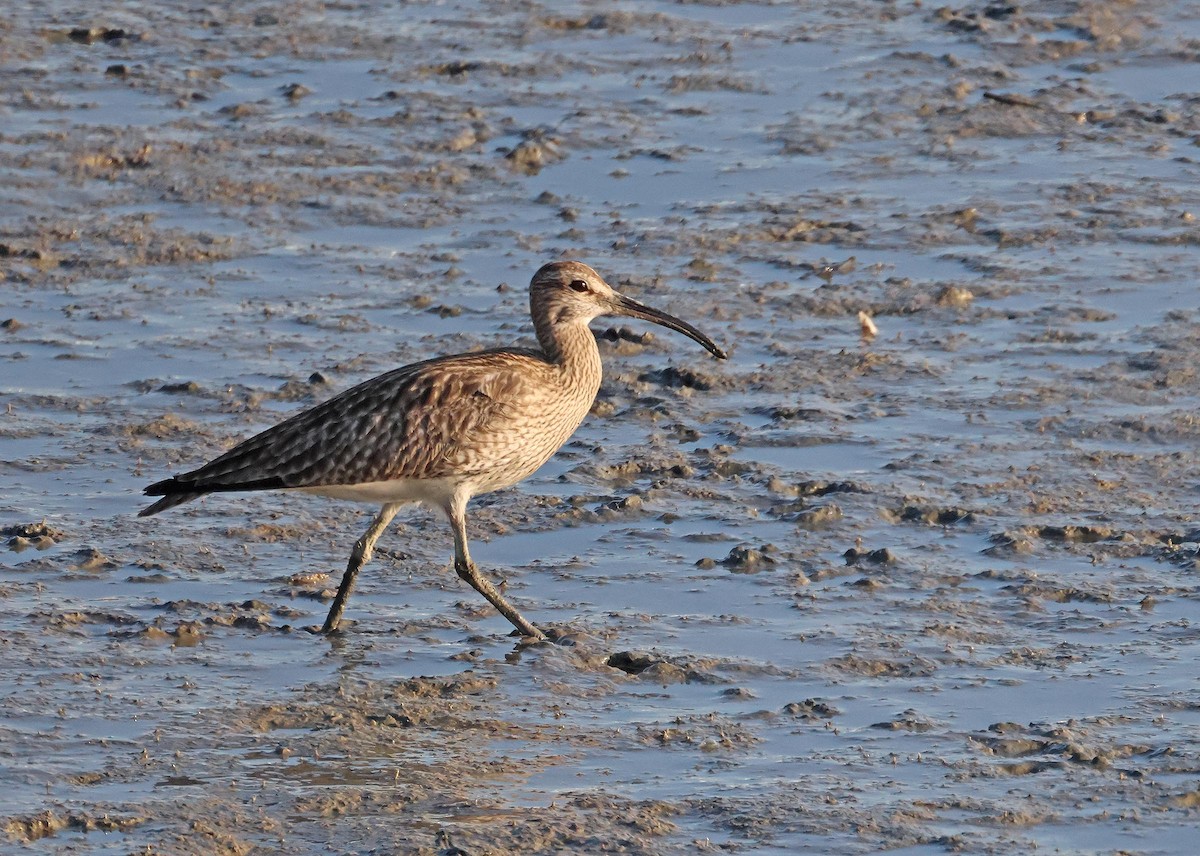 Whimbrel - ML635614112