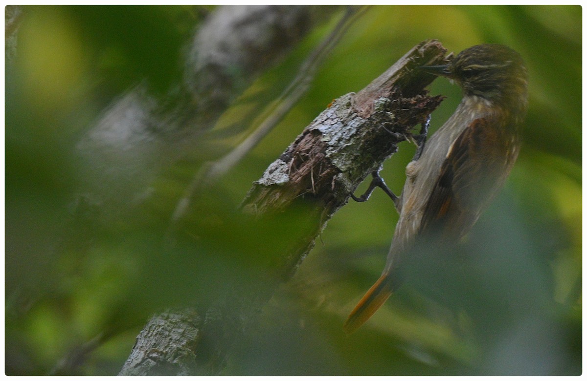 Slender-billed Xenops - ML635614136