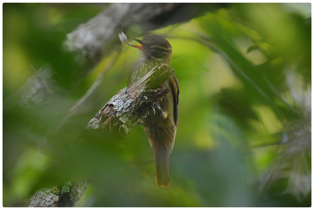Slender-billed Xenops - ML635614137