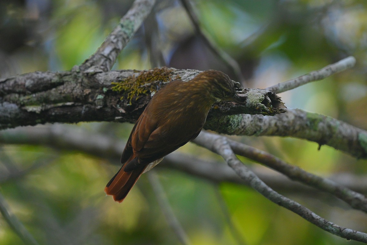 Slender-billed Xenops - ML635614138